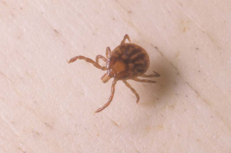 Hard Ticks Photo Gallery 2